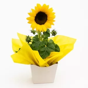 Plantados: Plantas naturais para presentear ou decorar com charme