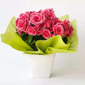 Plantados: Plantas naturais para presentear ou decorar com charme